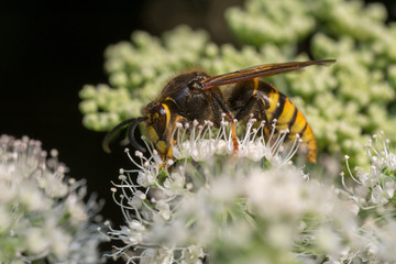 close up wasp bee or hornet with details on a natural flower plant in the garden