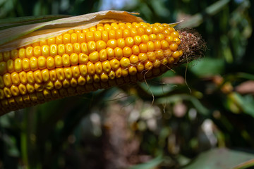 corn in the field during the ripening period. cobs filled with coarse grain