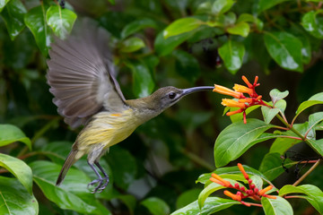 Flying Little Spiderhunter sucking nectar from flowers.
