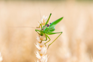 large green grass hopper cricket in the corn field