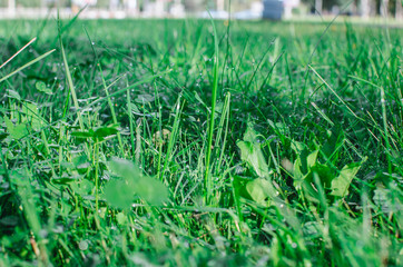 Fresh bright green grass background