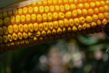 corn in the field during the ripening period. cobs filled with coarse grain