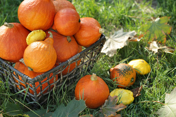 Obraz premium Basket with fresh pumpkins on green grass
