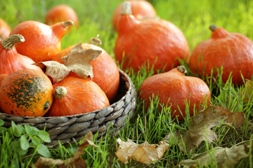 Basket with fresh pumpkins on color background