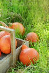 Basket with fresh pumpkins on color background