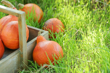 Basket with fresh pumpkins on color background