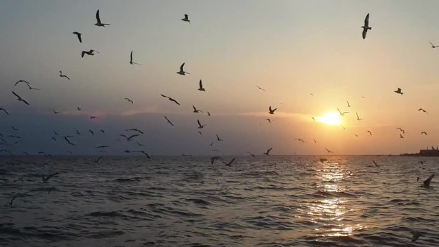 seagull is flying beautifully in The sky, sunset background