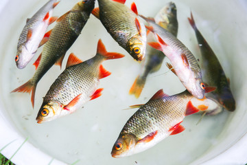 Fresh fish in the plastic bowl outdoors. Common rudd caught in the river.