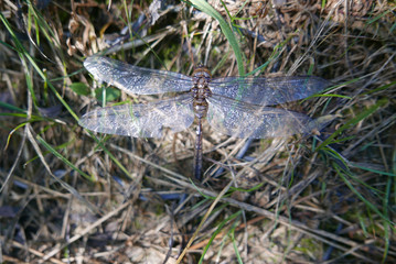 dragonfly exoskeleton  on the grass