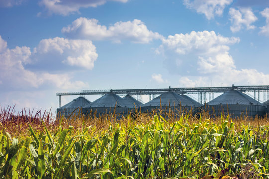 corn in the field during the ripening period. cobs filled with coarse grain