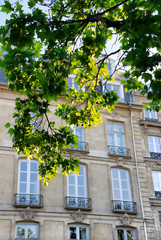 Branches of spring tree against facade of a typical old building  in Paris