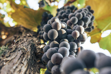 Get Matte Paper Basket With Blue Grapes Mockup Design