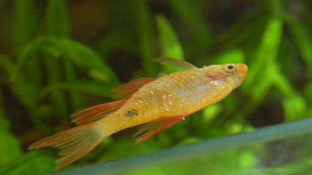 Closeup view of old dead beautiful yellow fish floating in water of aquarium. Death of favorite pet concept. Real time 4k video footage. 