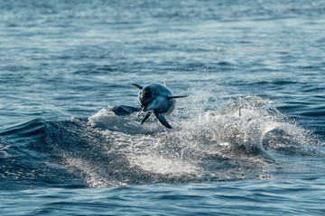 young newborn baby striped dolphin jumpin at sunset