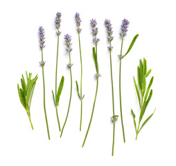 Lavender flowers set on a white