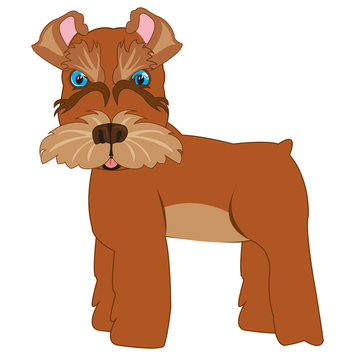 Dog scnauzer on white background is insulated