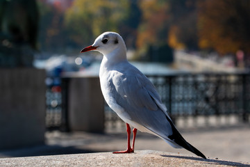 Vögel in der Natur