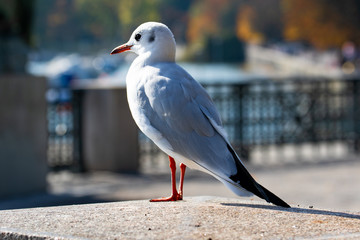 Vögel in der Natur