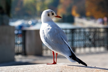Vögel in der Natur