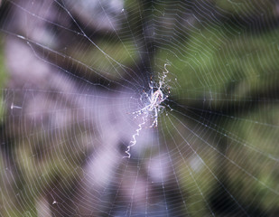Spider- Argiope bruennichi- on the cobweb.