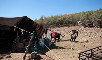 Obraz premium Goat and black tent, nomadic life.