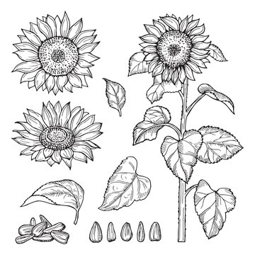 Sunflower sketch. Vector seeds, blooming flowers collection. Illustration sunflower sketch and drawing seeds plant