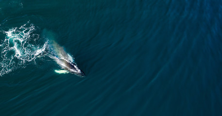 Aerial view of huge humpback whale, Iceland, Europe. - Powered by Adobe