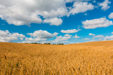 Summer wheat field with beauty clouds