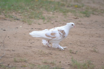 pigeon in the park