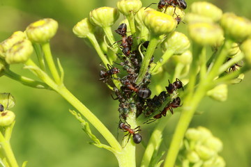 Groupement de fourmis s'attaquant à des pucerons