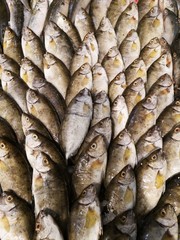 healthy fish at the market