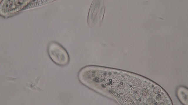 Paramecium caudatum is a genus of unicellular ciliated protozoan and Bacterium under the microscope.