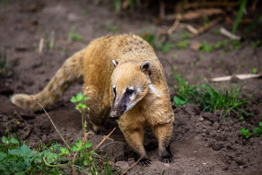 Portrait full body of adult nasua raccoon