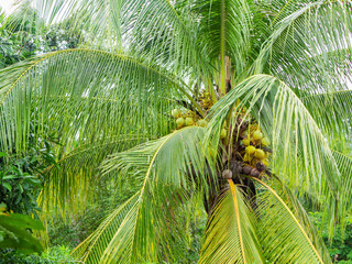 Big palm tree with ripe and green coconuts after rain, closeup