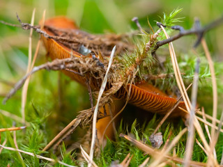 An inedible mushroom growing in green moss in the woods, macro. Picking mushrooms. Autumn background