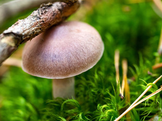 Mushroom season. Closeup of wild poisonous mushroom in the green moss