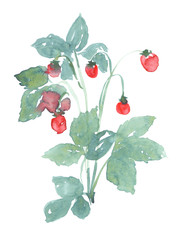 wild strawberries watercolor branch, naive watercolor style