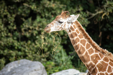 girafe
