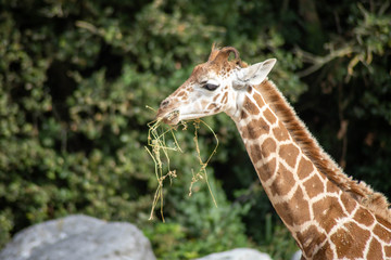 girafe