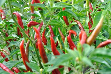 close-up of growing chili peppers in the vegetable garden