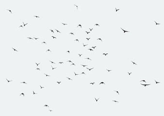 silhouette of a flock of flying birds