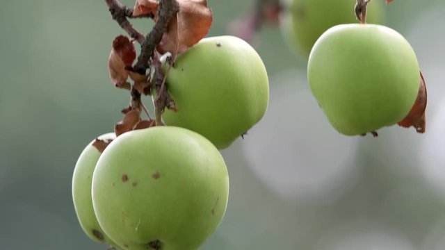 Mele frutta 4K HDR
