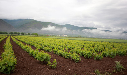 Fototapeta na wymiar beautiful vineyards and cloudy sky