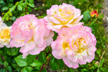 Pink and yellow rose flower. Close-up photo of garden flower with shallow DOF