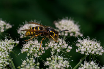 close up wasp bee or hornet with details on a natural flower plant in the garden