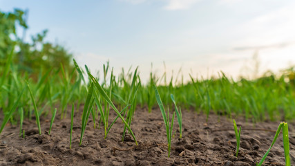 green grass close-up