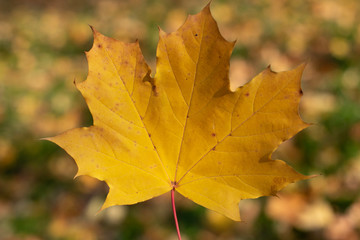 Maple leaf. Yellow - orange close-up leaf in autumn.