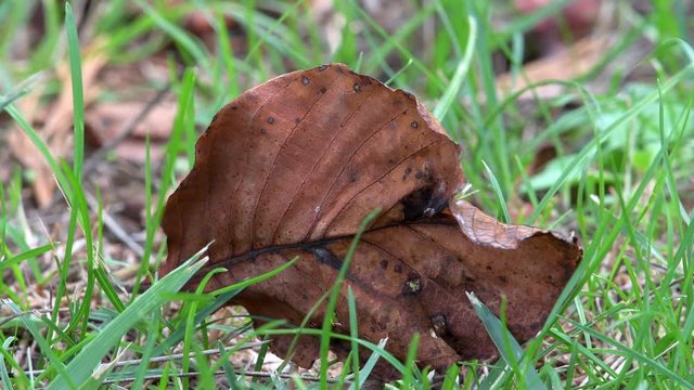 Foglia autunno