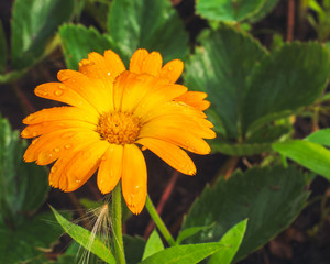 Bright orange calendula flowers in the green grass in the outdoor garden