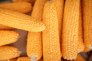 Fresh yellow corn cobs. Macro corn cob.
